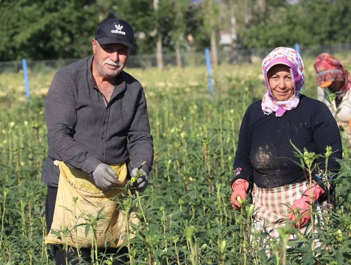 Amasya'da Çiçek Bamyası Hasadı İçin Etkinlik Düzenlendi