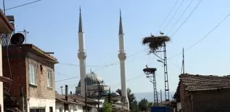 Leylekli Köy Ortaova, Her Yıl Leyleklere Ev Sahipliği Yapıyor