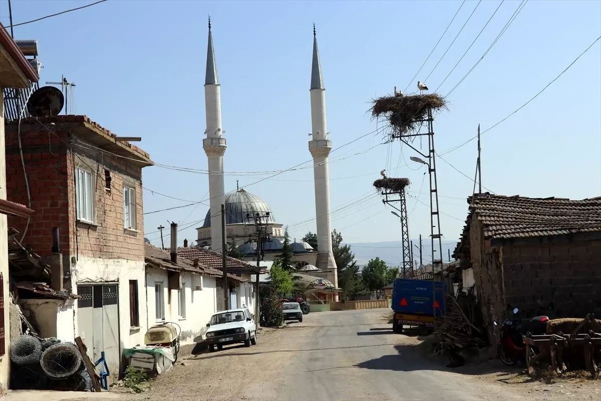 Leylekli Köy Ortaova, Her Yıl Leyleklere Ev Sahipliği Yapıyor