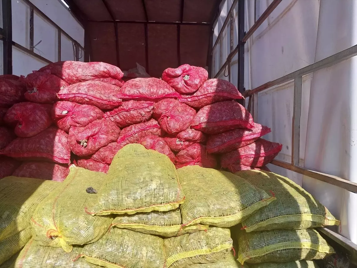 Sakarya'da Kaçak Avlanan 5,4 Ton Midye Ele Geçirildi
