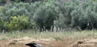 Gazipaşa'da Çiftçinin Arkadaş Leyleği: Garip