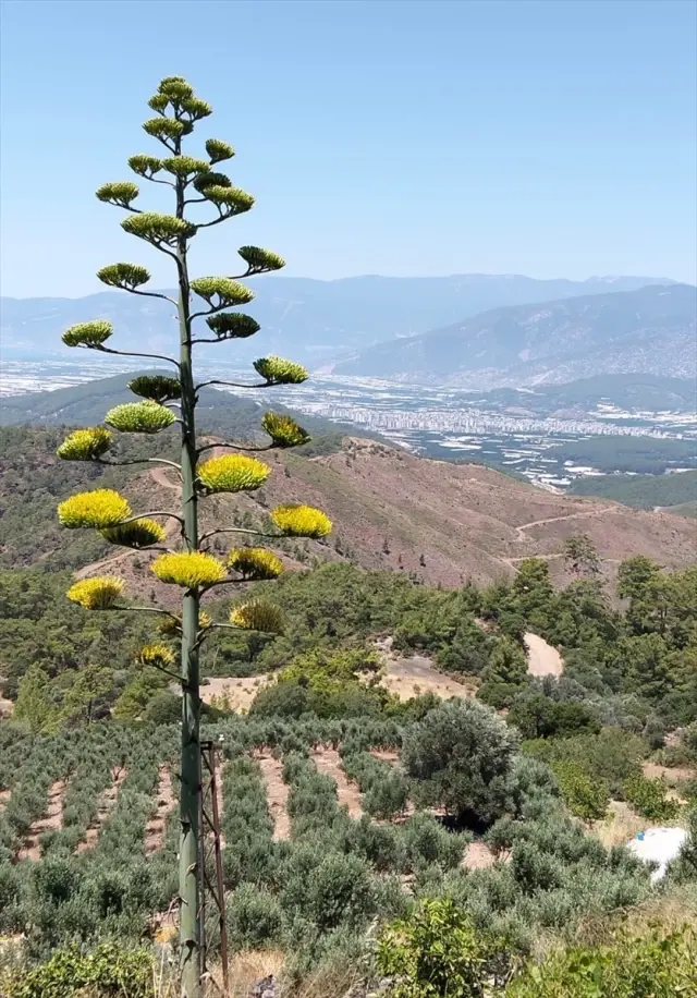 antalya da 30 yil once sus icin dikilen agave 18916794 o