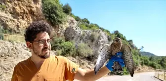 Antalya'da 7 Kerkenez Doğaya Salındı