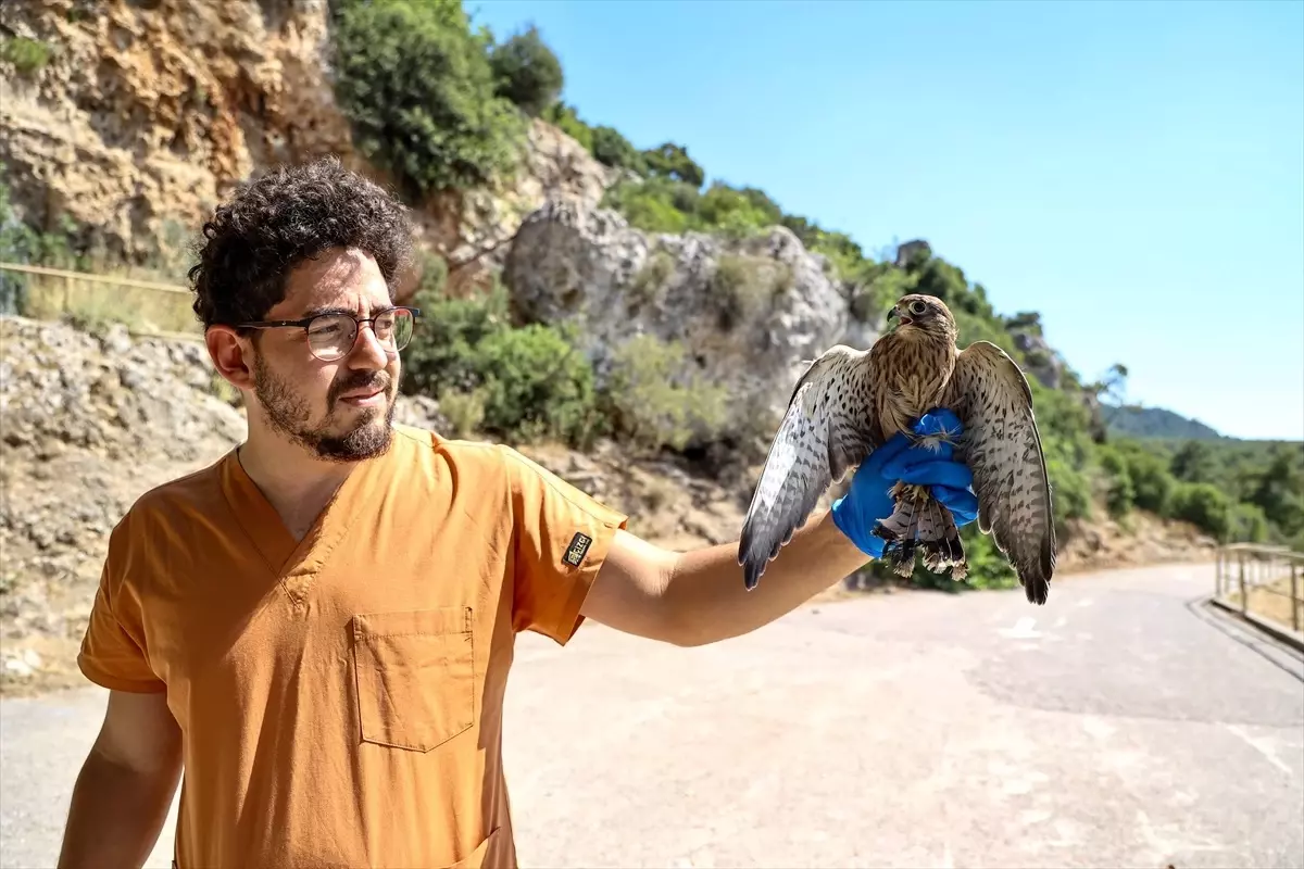 Antalya'da 7 Kerkenez Doğaya Salındı