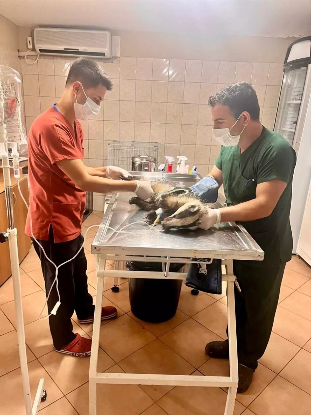 Kemer'de Bahçede Bulunan Porsuk Tedavi Altına Alındı