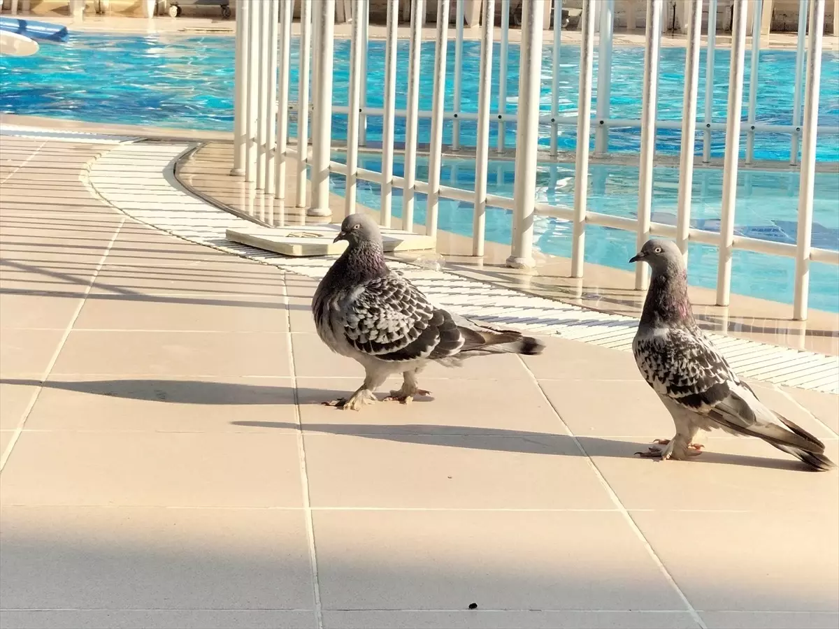 Hayvansever Otelci, Misafirlerinden İlgi Gören Güvercinleri Besliyor
