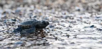 Caretta Caretta Yavruları Denize Kavuştu