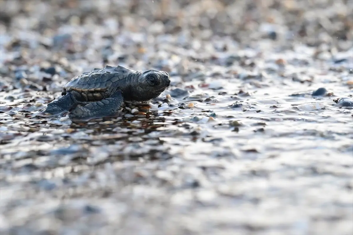 Caretta Caretta Yavruları Denize Kavuştu
