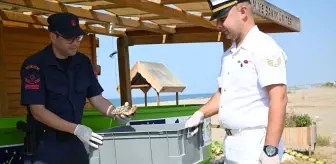 Yaralı Caretta Caretta Yavrusu Tedavi Edilip Denizle Buluşturuldu