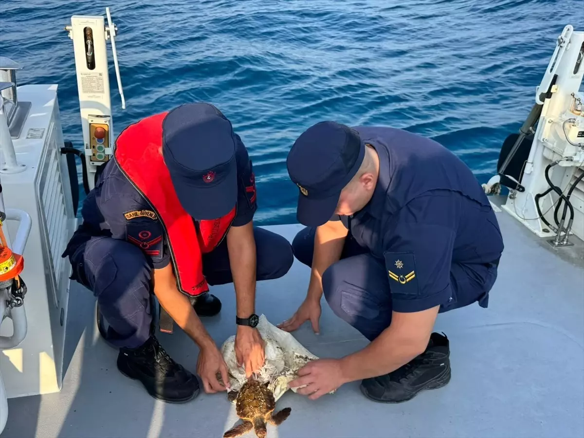 Manavgat'ta Çuvala Sıkışan Yeşil Deniz Kaplumbağası Kurtarıldı