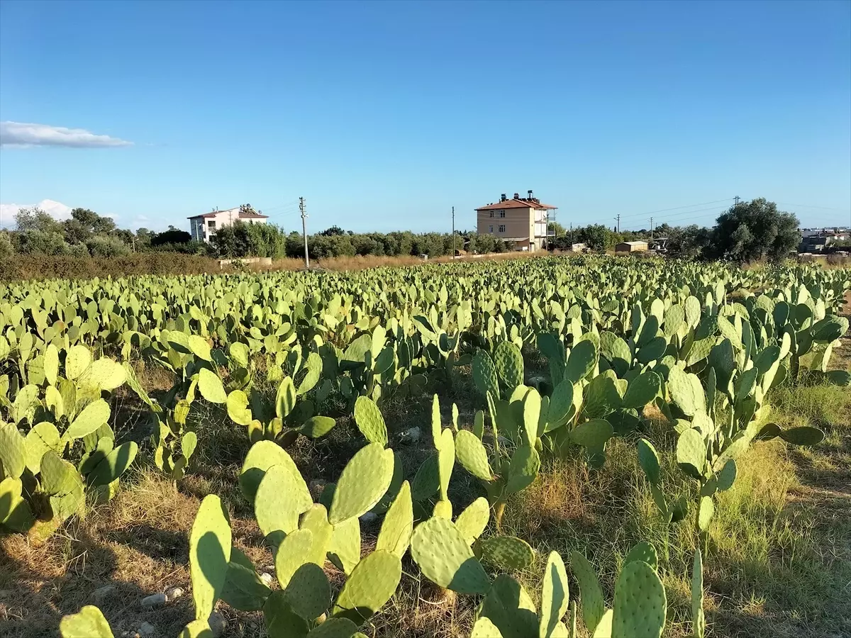 Manavgat'ta Dikenli İncir Üretimi Artıyor