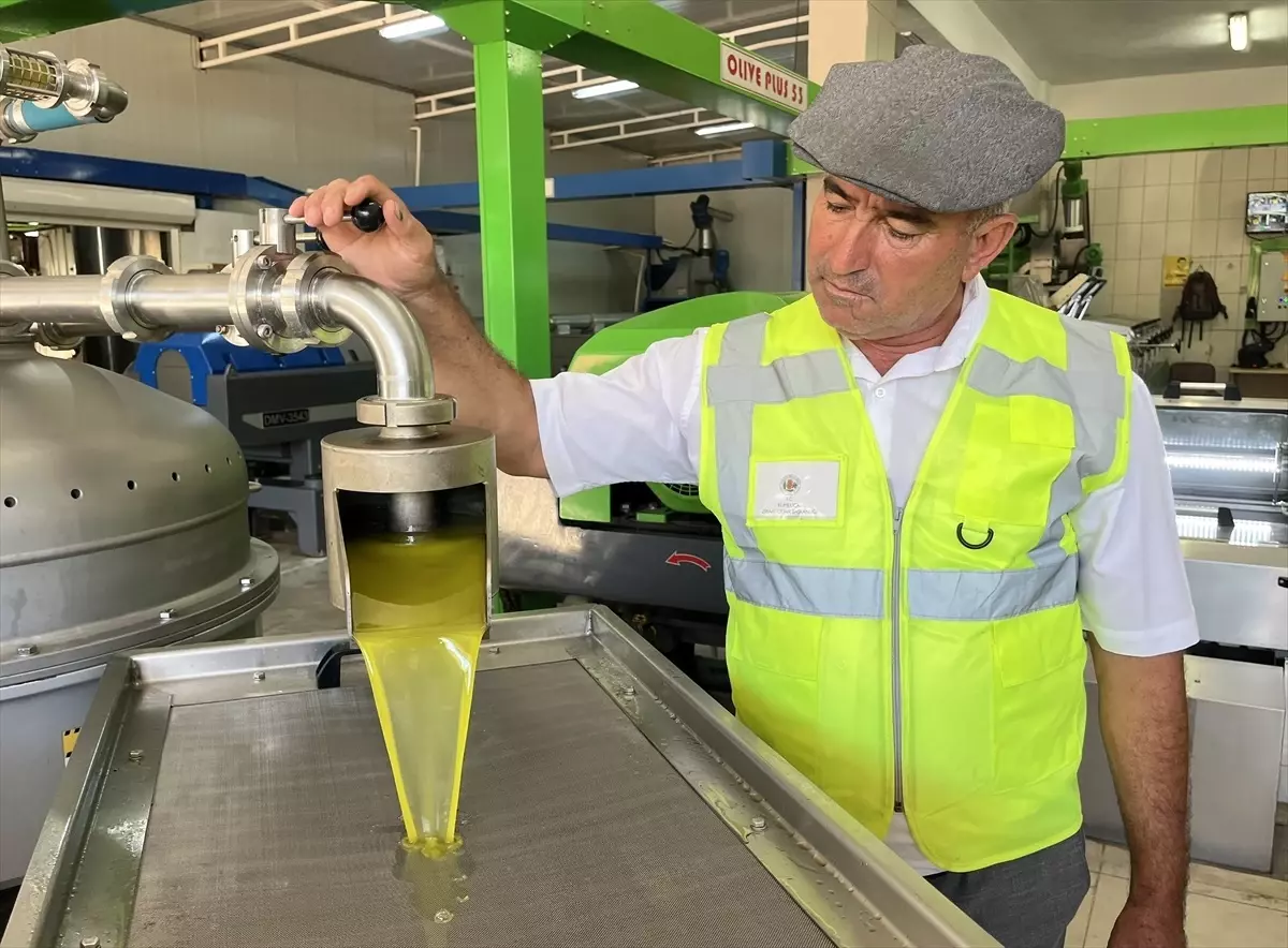 Kumluca'da Zeytin Hasadı Başladı, Üreticiler Yağ Elde Etmeye Yöneldi