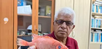 Antalya'da İlk Kez Görülen 'Mandagöz' Balığı Bilim Dünyasında Heyecan Yarattı