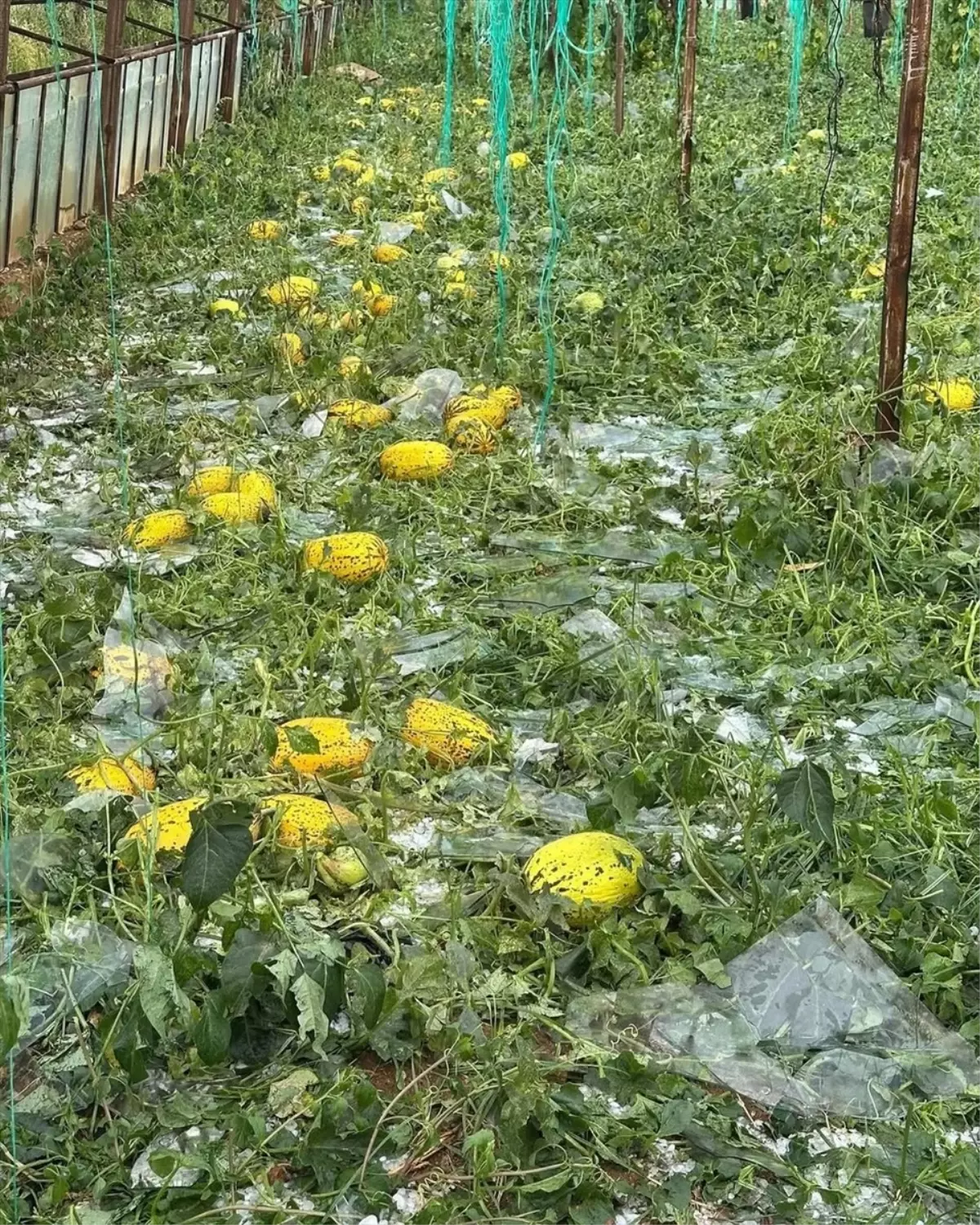 Antalya'da Sağanak ve Dolu Tarım Alanlarında Zarar Yaratıyor