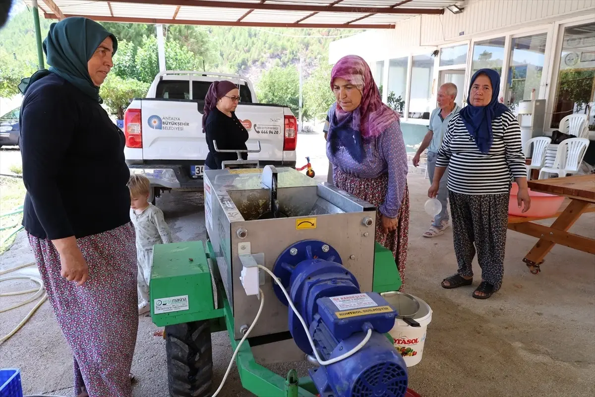 Antalya'da Üzüm Hasadı İçin Ücretsiz Sıkma Makinesi Desteği