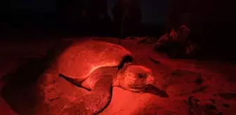 Antalya'da 1500 Caretta Caretta Yuva Tespit Edildi