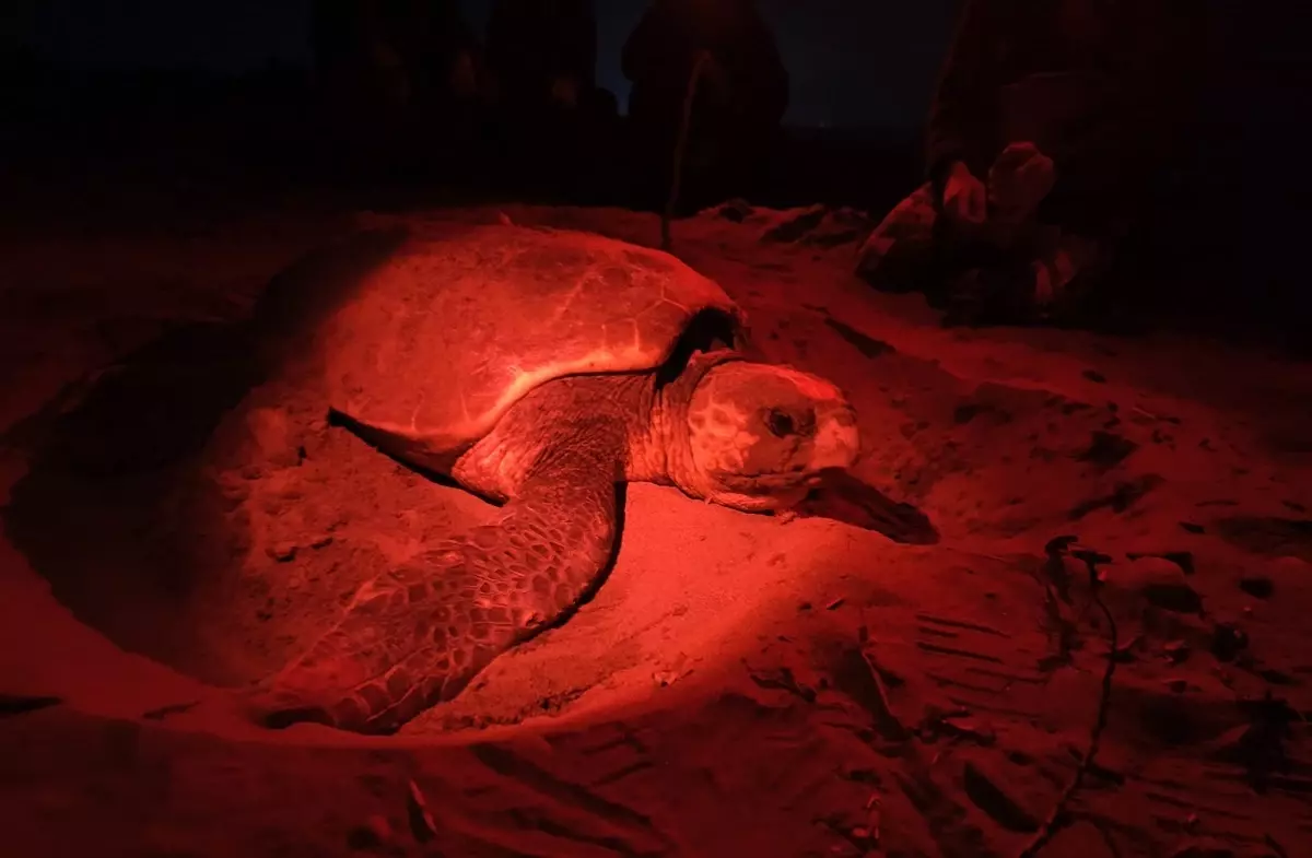 Antalya'da 1500 Caretta Caretta Yuva Tespit Edildi