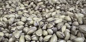 Türkiye'nin Antep Fıstığı İhracatı 113 Milyon Doları Aştı