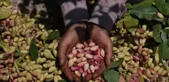 Antep fıstığının ilk hasadı davul zurna eşliğinde yapıldı