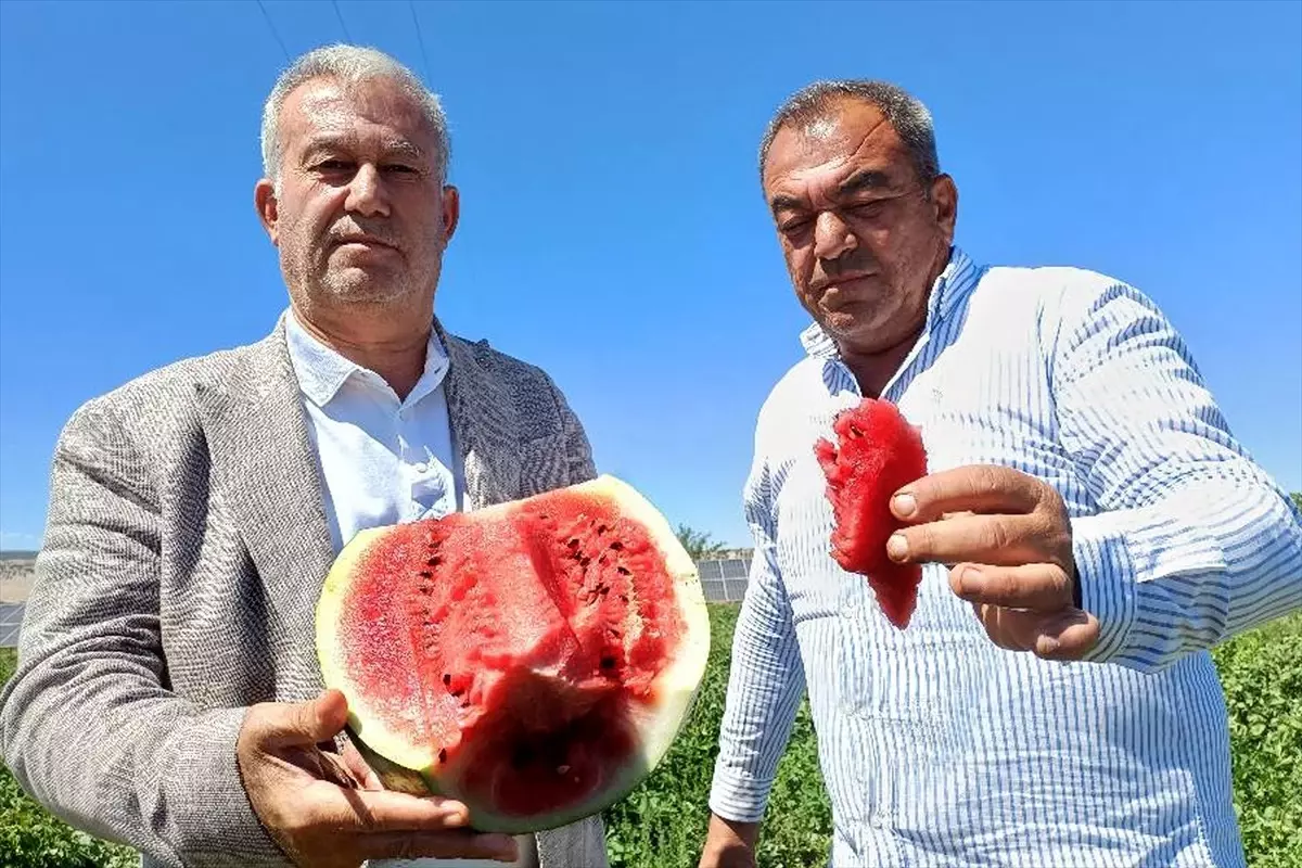 Araban'da Karpuz Hasadı Başladı