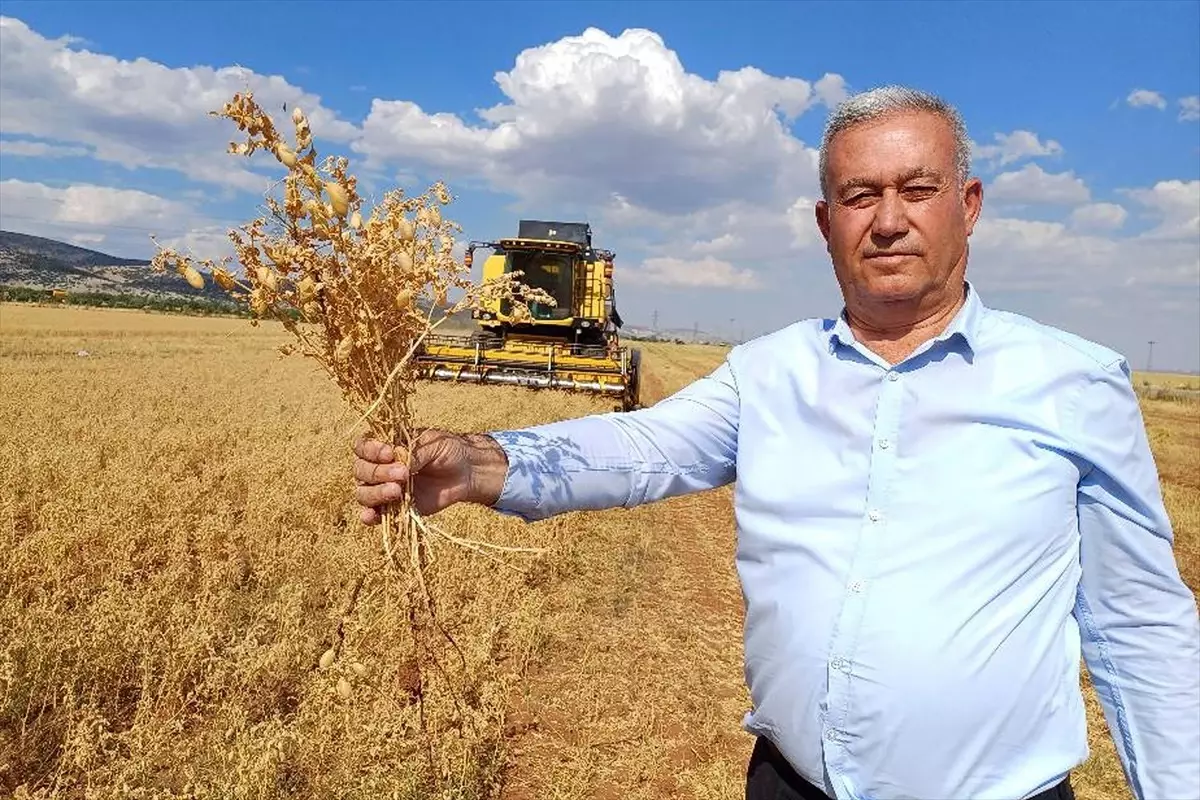 Gaziantep'te İlk Nohut Hasadı Başladı