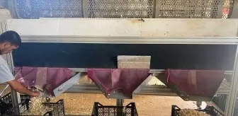 Araban Sarımsağı Tohum Üretim Tesisi Kuruldu