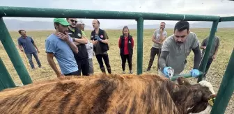 Ardahan'da Şap Hastalığıyla Mücadelede Sona Yaklaşıldı
