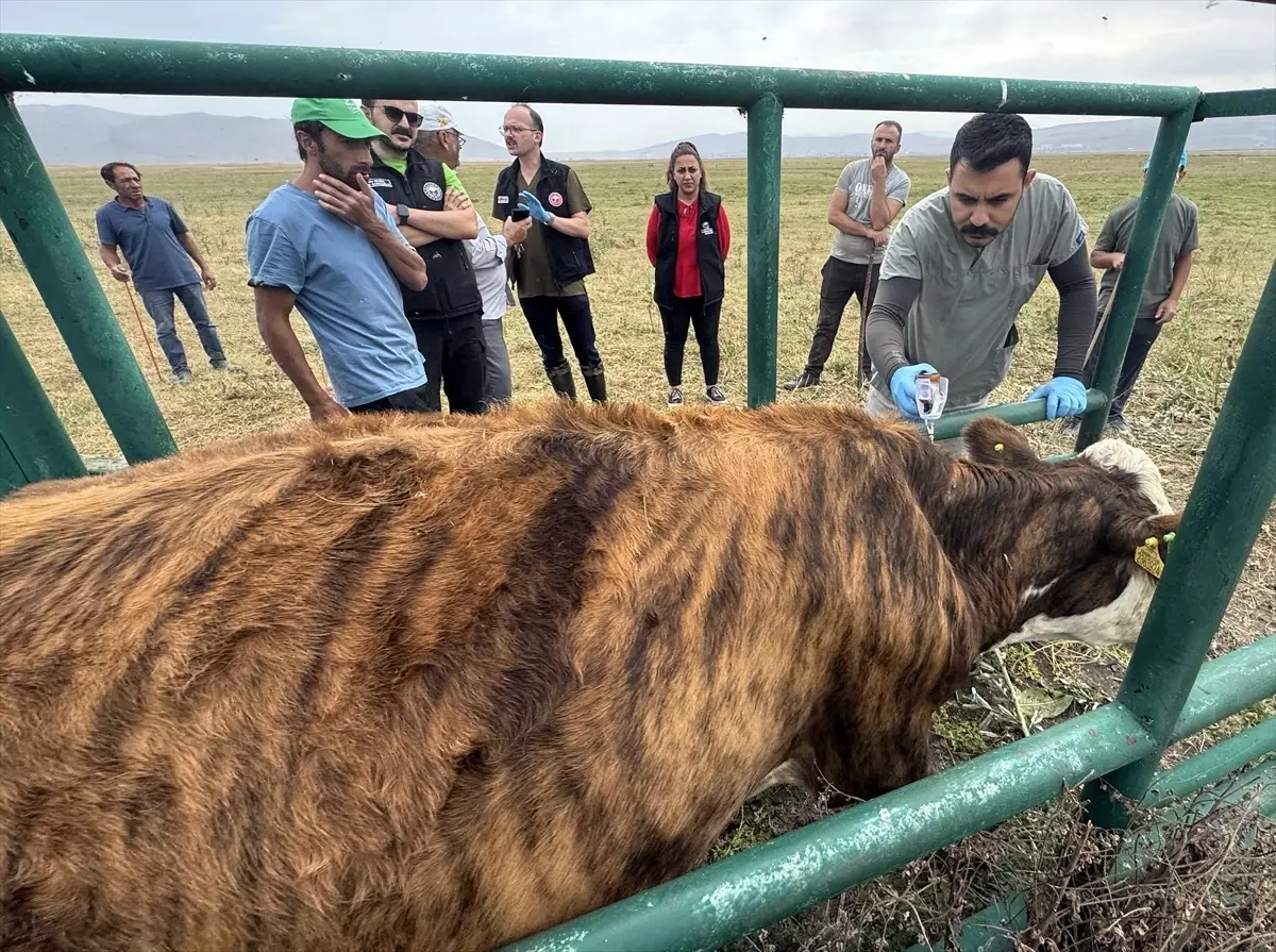 Ardahan'da Şap Hastalığıyla Mücadelede Sona Yaklaşıldı