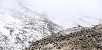 Ardahan'da Kar ve Sis, Küçükbaş Hayvan Sürülerini Zorladı