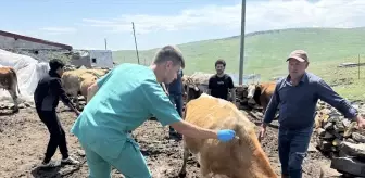 Ardahan'da Şap Hastalığına Karşı Aşılama Çalışmaları Sürüyor