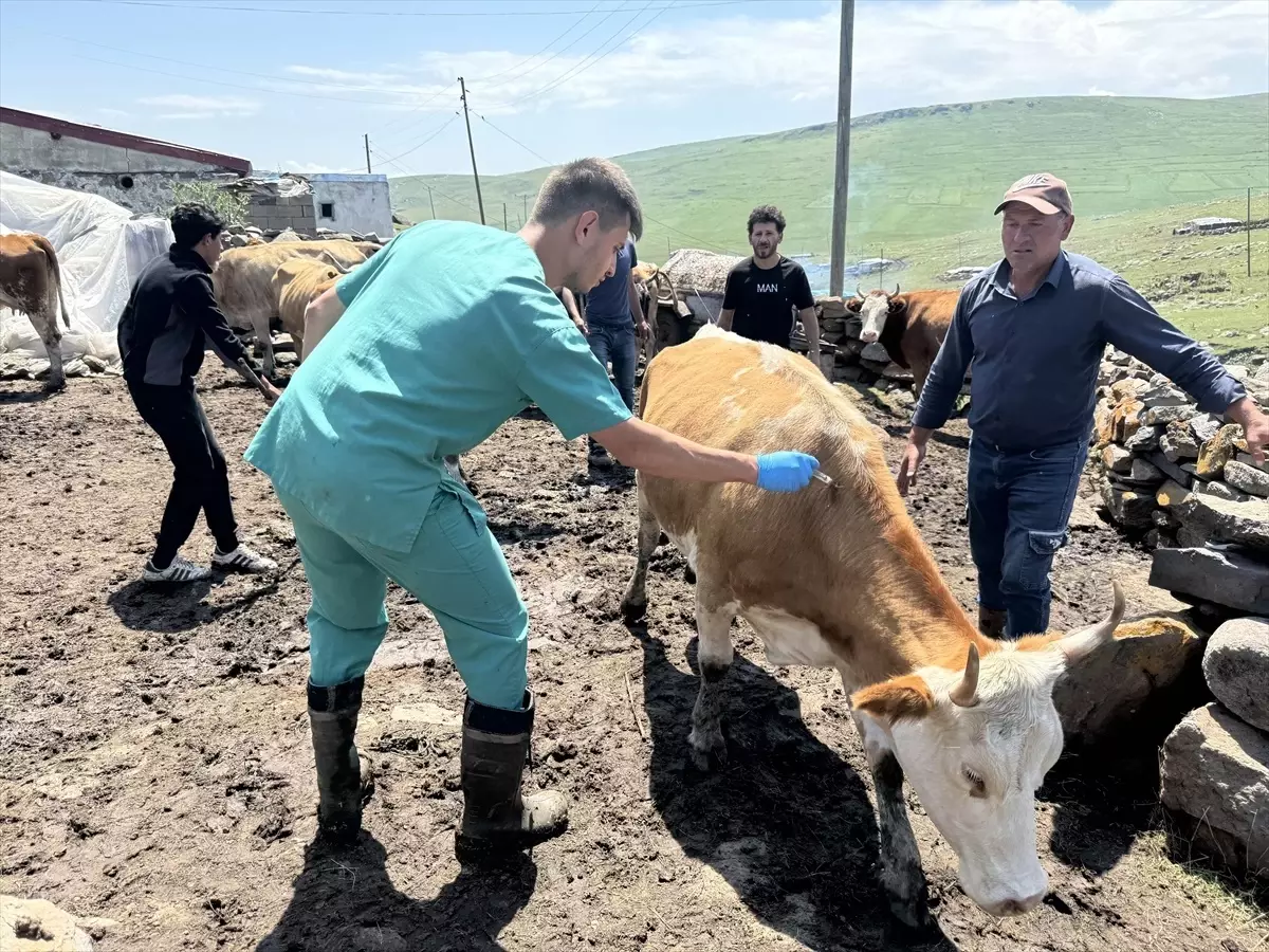 Ardahan'da Şap Hastalığına Karşı Aşılama Çalışmaları Sürüyor