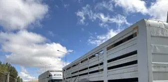 Ardahan'da Şap Karantinası Sonrası Hayvan Sevkiyatları Artıyor