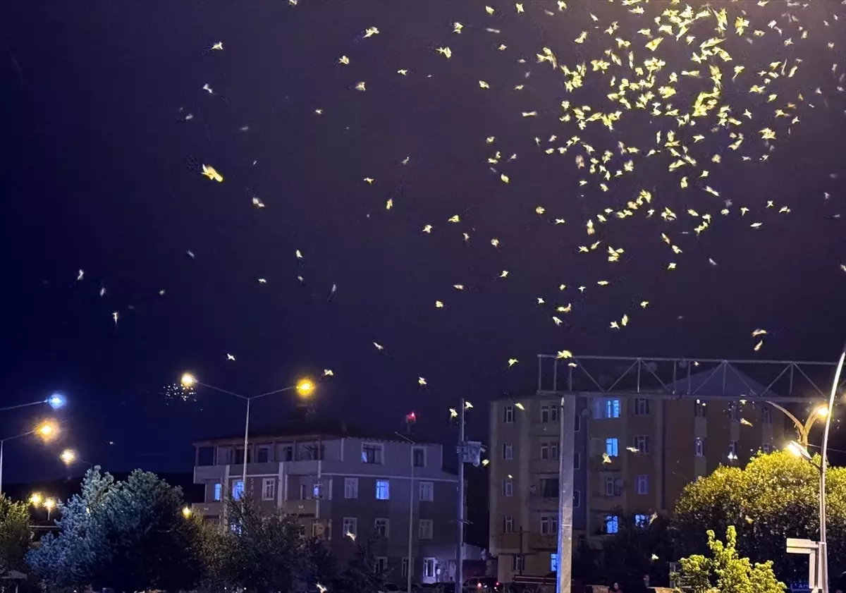 Ardahan'da 'ölüm dansı' yapan sinekler yoğunlaştı
