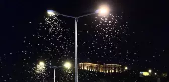 Ardahan'da Mayıs Sineklerinin 'Ölüm Dansı'