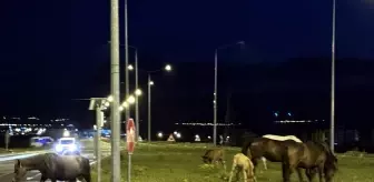 Yılkı Atları Ulaşımı Aksattı