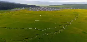 Ardahan'da İlkbahar Güzellikleri: Mendereslerle Renk Cümbüşü