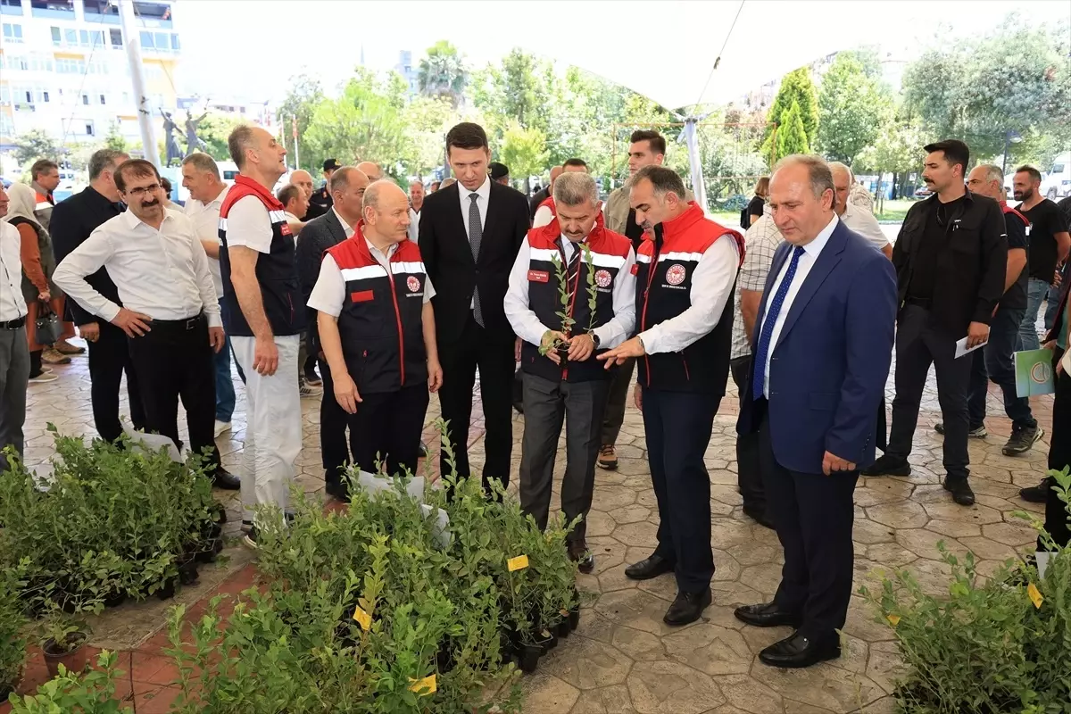 Arhavi'de Çiftçilere 8 Bin Maviyemiş Fidanı Dağıtıldı