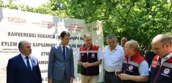 Artvin'de Samuray Arıları Doğaya Salındı