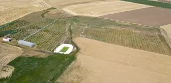 Gojiberry ile Arıcılıkta Yenilik: Bal Üretiminde Rekor Artış