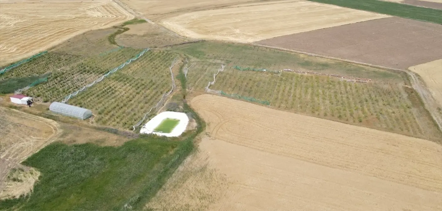 Gojiberry ile Arıcılıkta Yenilik: Bal Üretiminde Rekor Artış
