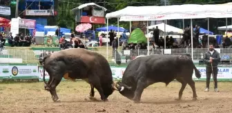 Kafkasör Festivali'nde Boğa Güreşleri Coşkusu