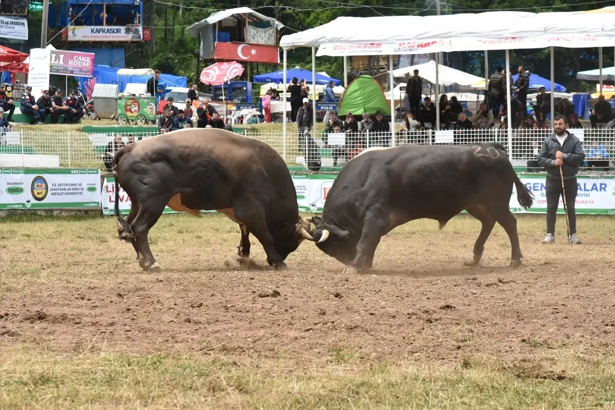 Kafkasör Festivali'nde Boğa Güreşleri Coşkusu