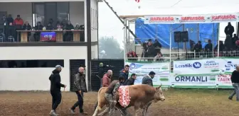 Artvin'de 44. Kafkasör Kültür ve Sanat Festivali'nde Boğa Güreşleri Gerçekleşti