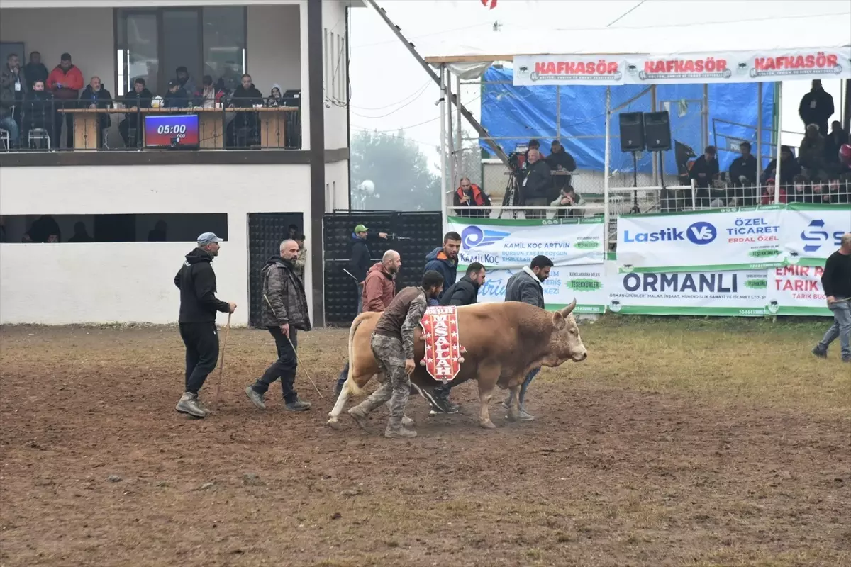Artvin'de 44. Kafkasör Kültür ve Sanat Festivali'nde Boğa Güreşleri Gerçekleşti
