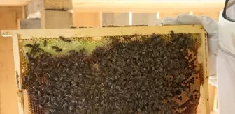 Artvin'de Bal Fiyatları Belirlendi