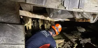 Artvin'de Çöken Ahırdaki 33 Büyükbaş Hayvan Kurtarıldı