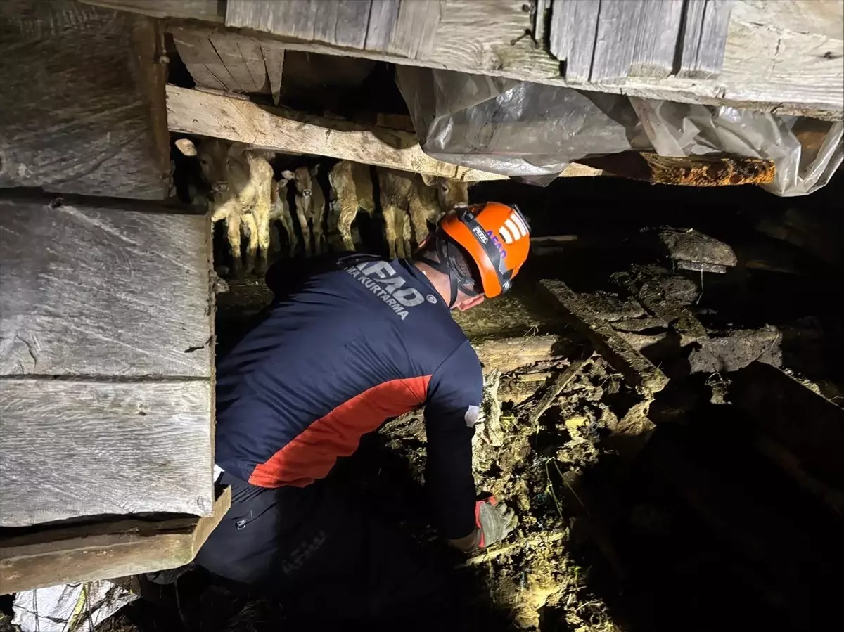 Artvin'de Çöken Ahırdaki 33 Büyükbaş Hayvan Kurtarıldı