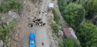 Yusufeli'nde Kaybolan 30 Keçi Jandarma Tarafından Bulundu