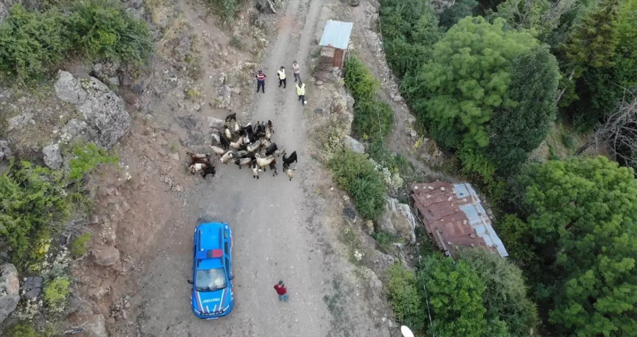 Yusufeli'nde Kaybolan 30 Keçi Jandarma Tarafından Bulundu