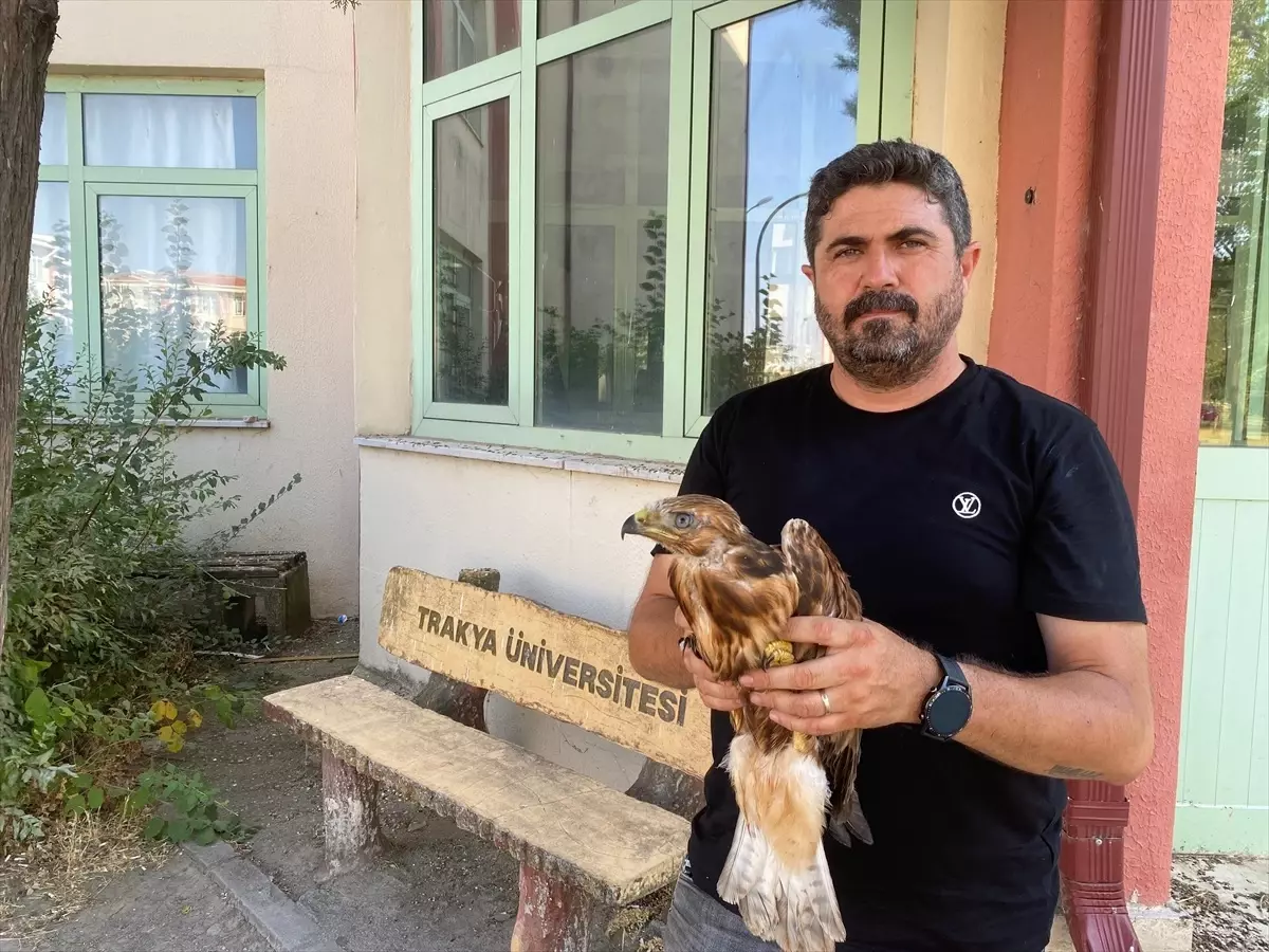 Sıcak Hava Yaban Hayvanlarını Etkiliyor: Trakya Üniversitesi'nde Kuşlar Bitkin Düşüyor
